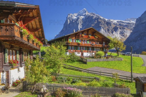 Typical Oberland farmhouses with Wetterhorn 3690m in autumn, Grindelwald, Lütschinental, Bernese