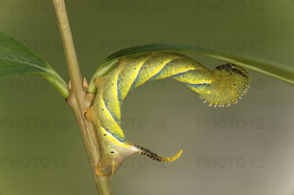 Caterpillar of the skull flock (Acherontia atropos) in development stage L3 stage, Valais,