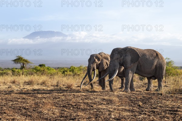 Two African elephants (Loxodonta africana) in a picturesque savanna landscape with the summit of