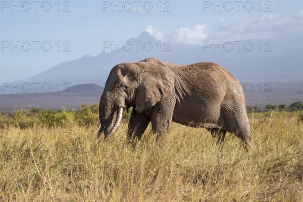 African elephant (Loxodonta africana) in picturesque savanna landscape with the summit of Mount