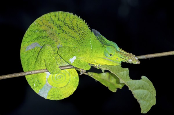 Matschie’s two-horned chamaeleon (Kinyongia matschiei), adult male, chameleon on a branch at night,