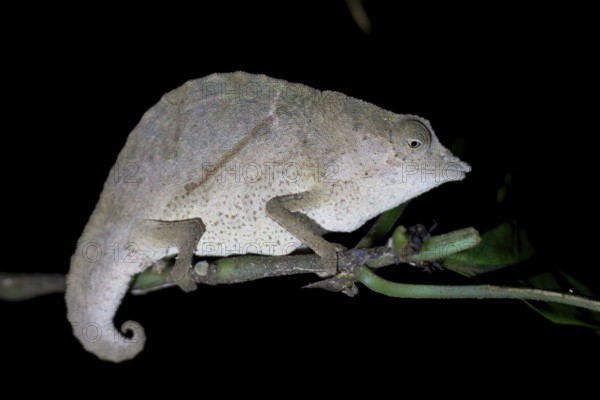 Zomba pygmy chameleon (Rieppeleon brachyurus), white chameleon on a branch at night, Amani Nature