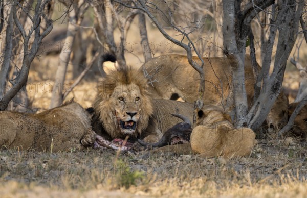 Lion (Panthera Leo) with kill, pack eats captured buffalo, adult male with prey, Moremi Game