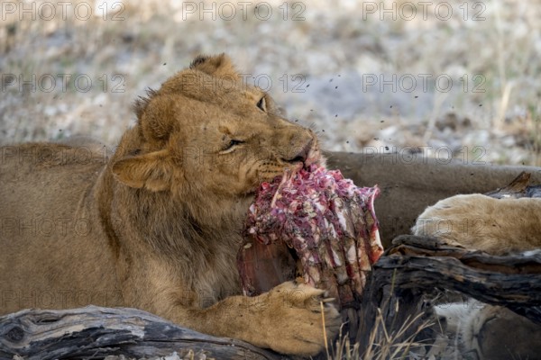 Lion (Panthera Leo) with kill, juvenile male eats the ribs of the captured buffalo, Moremi Game
