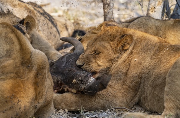 Lion (Panthera Leo) with kill, pack eats captured buffalo, young lion eats on the head of the