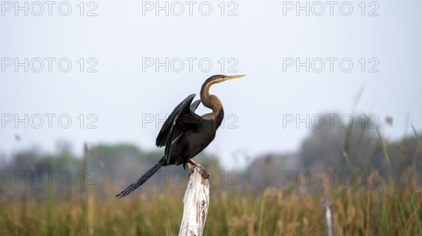 African Darter (Anhinga rufa), sitting on a dead tree, spreading wings, Thamalakane River, Okavango