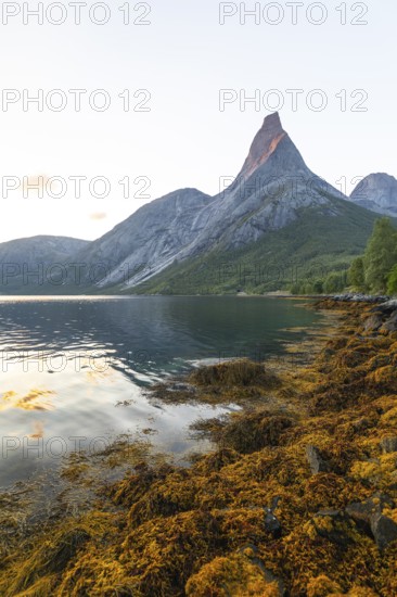 Stetind is illuminated by the first rays of sunshine. Morning light with seaweed on the banks of