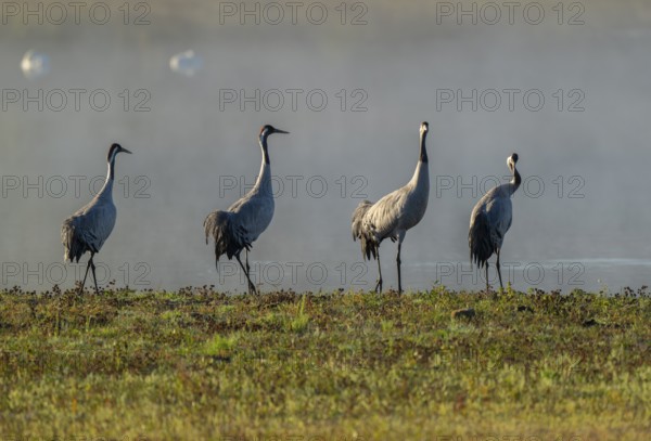 Crane (Grus grus), four cranes standing on a wet meadow in a wetland in front of a body of water,