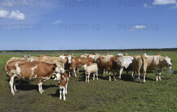Cattle, on a pasture on the Prerower Strom on the Darß peninsula, Mecklenburg-Western Pomerania,
