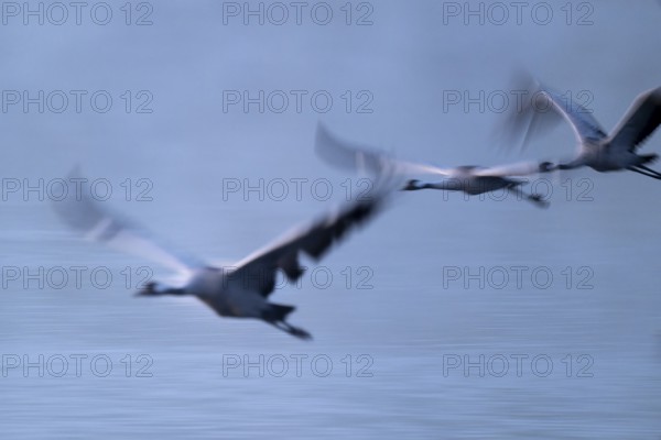 Crane (Grus grus) three cranes flying over a lake in morning light, motion blur, long exposure,