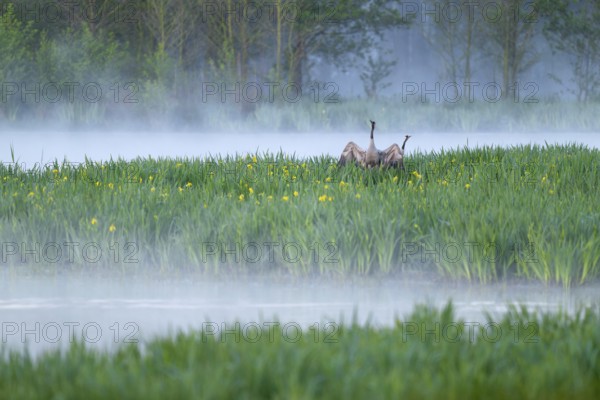 Crane (Grus grus), cranes courting in a wetland, wet meadow with swamp iris (Iris pseudacorus),