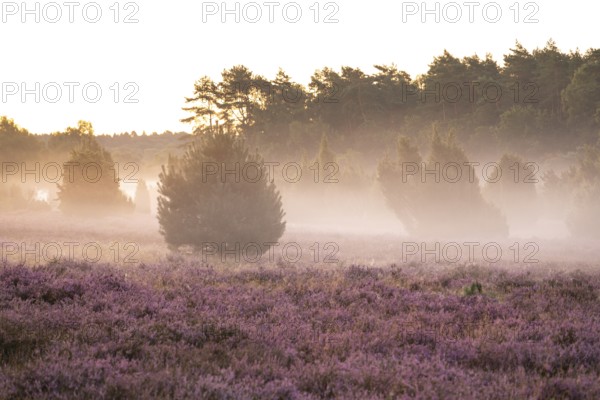 Enchanting morning atmosphere in August with fog in the blooming Lüneburger Heide near