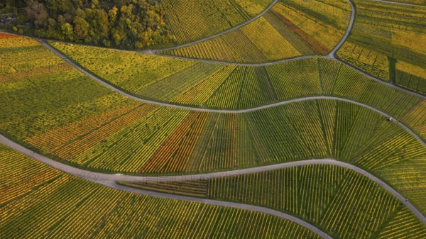 Golden sunset over the glowing autumnal vineyards on the Kappelberg between Fellbach and Stuttgart.