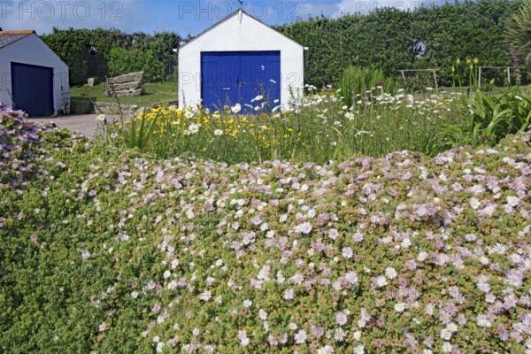 Blooming garden in front of a white building with a blue door, Isles of Scilly, Hugh Town,