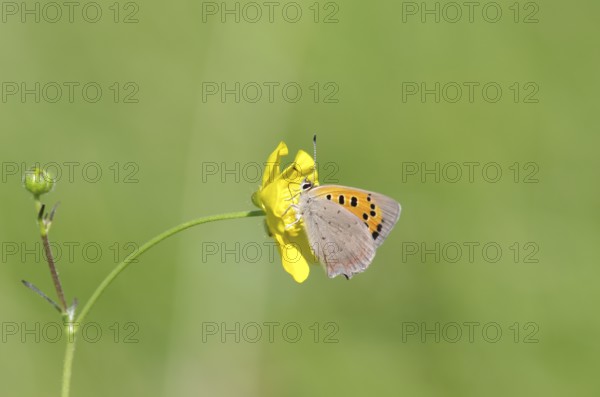 Small moth (Lycaena phlaeas), macro, bulbous buttercup, yellow, colorful, nectar, meadow, The moth