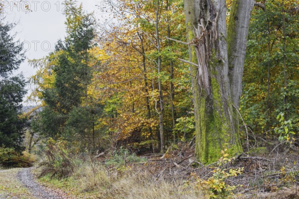Forest scene with old tree, moss and colorful autumn leaves, quiet atmosphere, Freudenberg North