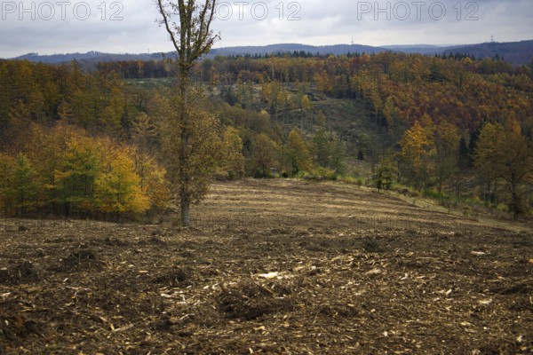 Cleared forest with a view of hills full of colorful autumn trees, Freudenberg North