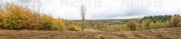 Panoramic picture of a vast autumn forest with varied colors, Freudenberg North Rhine-Westphalia