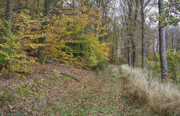 Autumn forest edge with colorful leaves, grass and quiet atmosphere, Freudenberg North