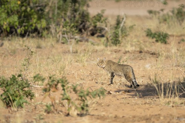 African wildcat (Felis lybica) standing in its habitat, looking to the camera. Chobe National Park,