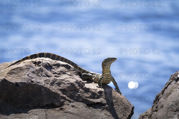 Monitor Lizard, Varanus niloticus, curious looking to the right, sitting on a rock at the edge of