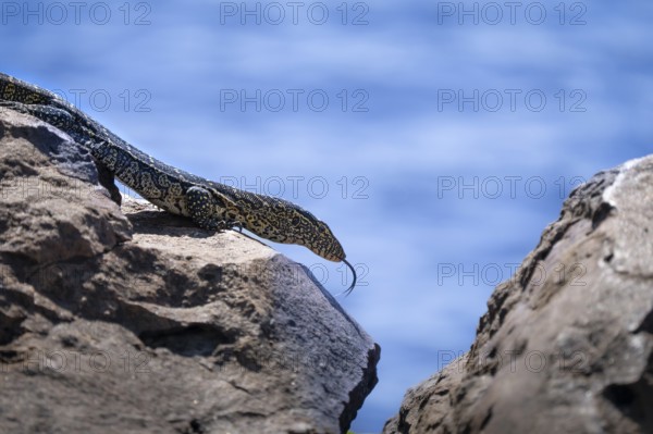 Monitor Lizard, Varanus niloticus, curious climbing on a rock at the edge of the Chobe River. Chobe