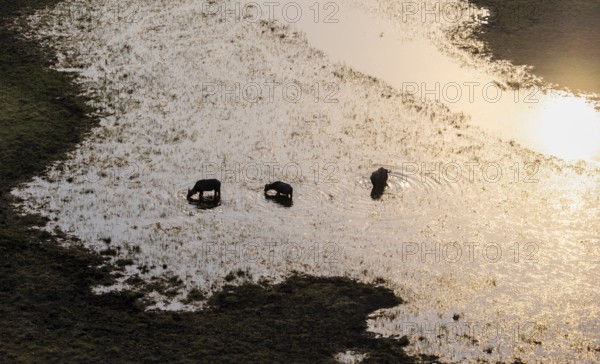 Kaffir buffalo (Syncerus caffer caffer), three animals in the river, in backlight, aerial view,