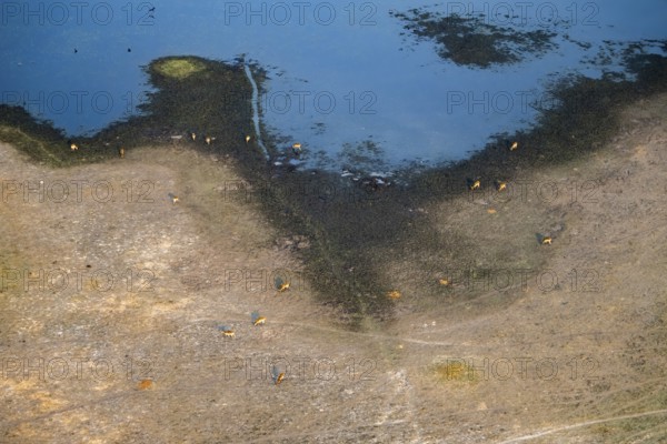 Herd of letschwe (Kobus leche), lychee bog antelope, riverbank, river landscape, aerial view,