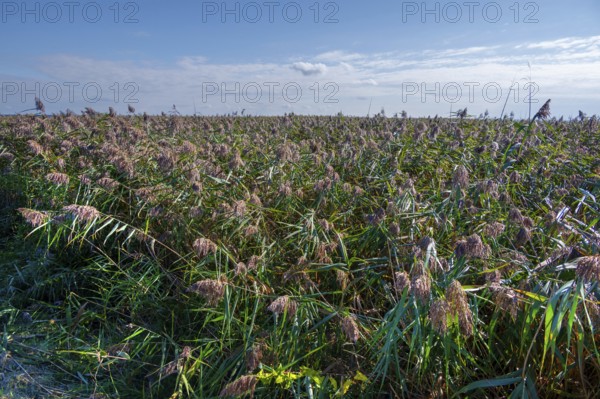 Reed, thatch (Phragmites australis) on the lagoon, Ahrenshoop, Darß, Mecklenbnurg-Western