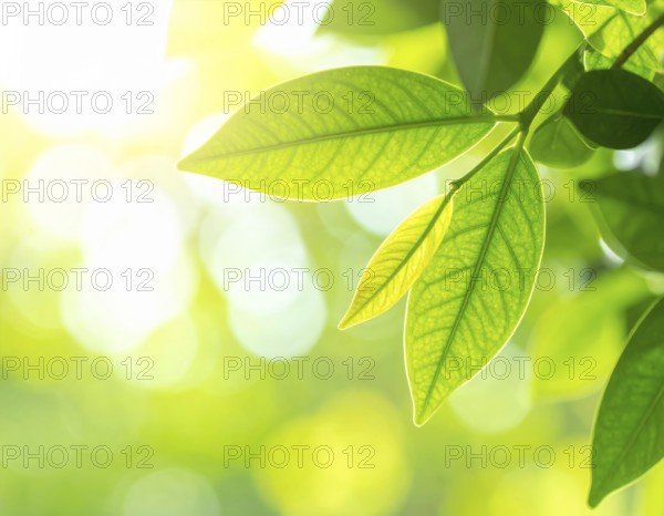 Natural green leaves plants, spring ans summer background cover page, golden soft light, green and