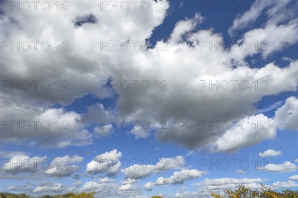 White clouds driven by approaching storm Cumulus above Stratocumulus dense cloud cover against blue
