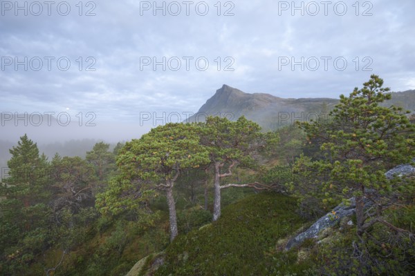 Fairytale dwarf pine forest in morning fog on Steigtindvatnet in front of the majestic Litltind in