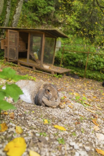 A hare sitting in an outdoor enclosure surrounded by fallen leaves, Wimsener Höhle, Hayingen,