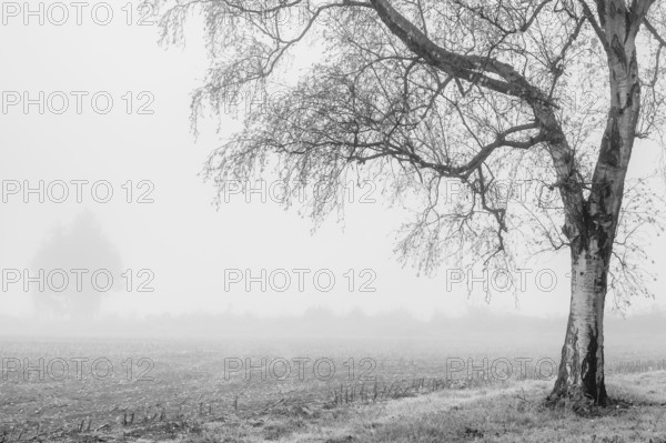 A single tree stands in a foggy field, creating a melancholy and lonely atmosphere in a monochrome