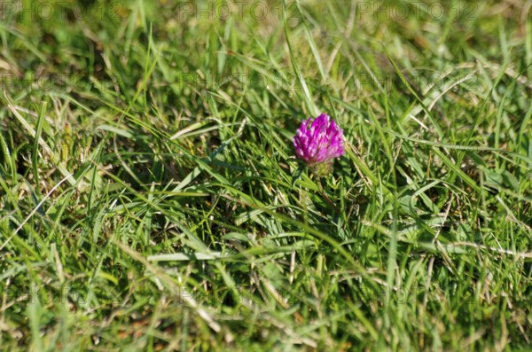 The red blossom of meadow clover, also known as red clover, sets an interesting color accent on a
