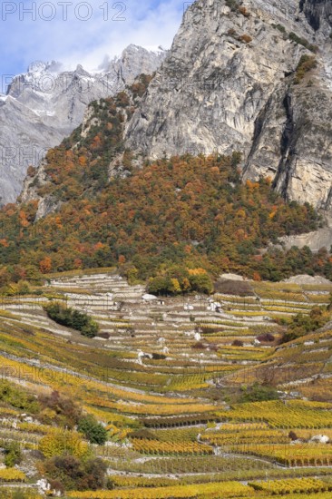 Beautiful vineyard landscape vertical, vine displays stunning colours, yellow and orange. In