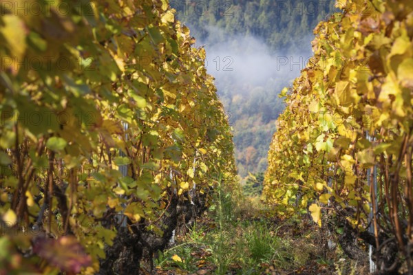 Autumn vineyard, path in beautiful colours yellow and orange. In background forest in autumn