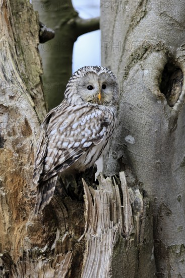Hawk owl (Strix uralensis), adult, in winter, on tree trunk, Bohemian Forest, Czech Republic,
