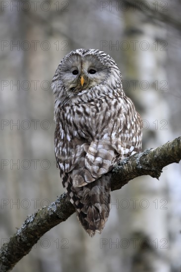 Hawk owl (Strix uralensis), adult, in winter, on tree, Bohemian Forest, Czech Republic, Europe,