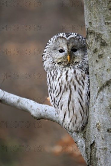 Hawk owl (Strix uralensis), adult, in winter, on tree, on tree trunk, Bohemian Forest, Czech