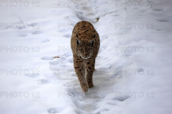 Carpathian lynx (Lynx lynx carpathicus), adult, in winter, in snow, running, stalking, alert,