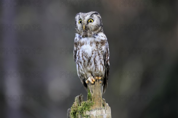 Roughfoot owl (Aegolius funereus), groufoot owl, adult, perch, alert, in winter, Bohemian Forest,