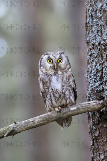 Roughfoot owl (Aegolius funereus), groufoot owl, adult, on tree, alert, in winter, Bohemian Forest,