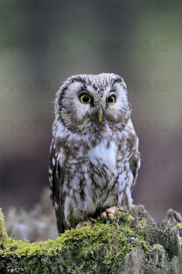 Roughfoot owl (Aegolius funereus), groufoot owl, adult, perch, tree trunk, alert, in winter,