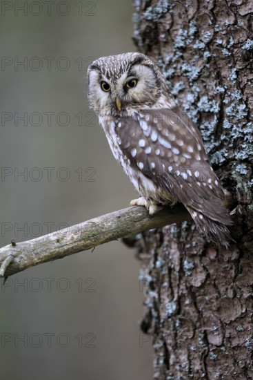 Roughfoot owl (Aegolius funereus), groufoot owl, adult, on tree, alert, in winter, Bohemian Forest,