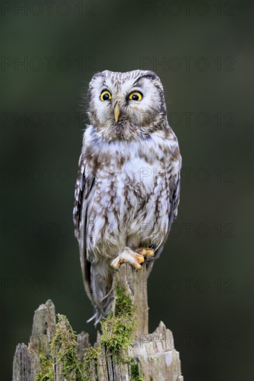 Roughfoot owl (Aegolius funereus), groufoot owl, adult, perch, alert, in winter, Bohemian Forest,