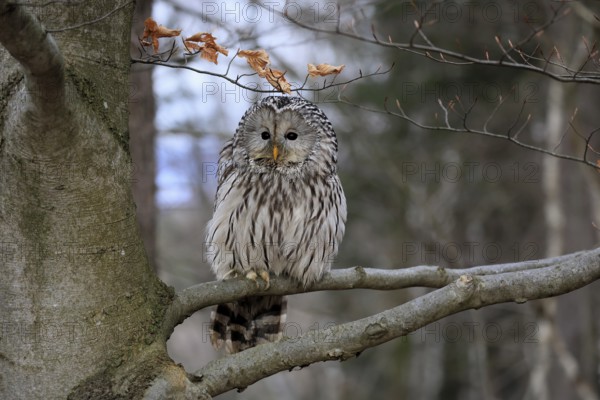 Hawk owl (Strix uralensis), adult, in winter, on tree, Bohemian Forest, Czech Republic, Europe,