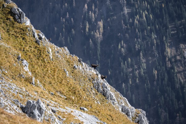 Two chamois on a steep rock with forests in the background, eastern Karwendel, Tyrol, Austria