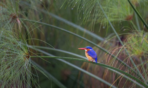 Crest dwarf (Corythornis cristatus), bird sitting on a reed leaf, Mabamba swamp, Lake Victoria,