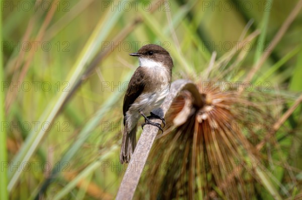 White-bellied Phoebetyrane (Sayornis phoebe), Mabamba Swamp, Lake Victoria, Uganda
